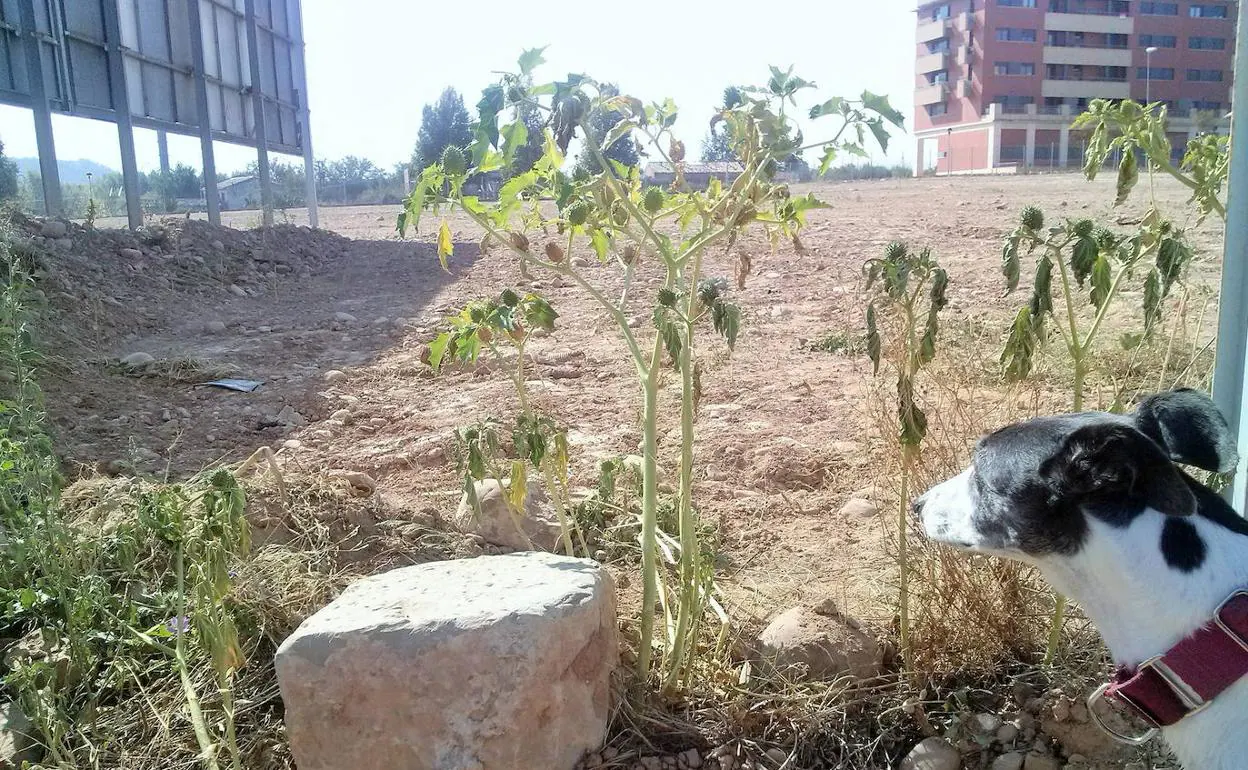 Un perro junto a una de las parcelas habilitadas provisionalmente desde hace años como zonas caninas. 