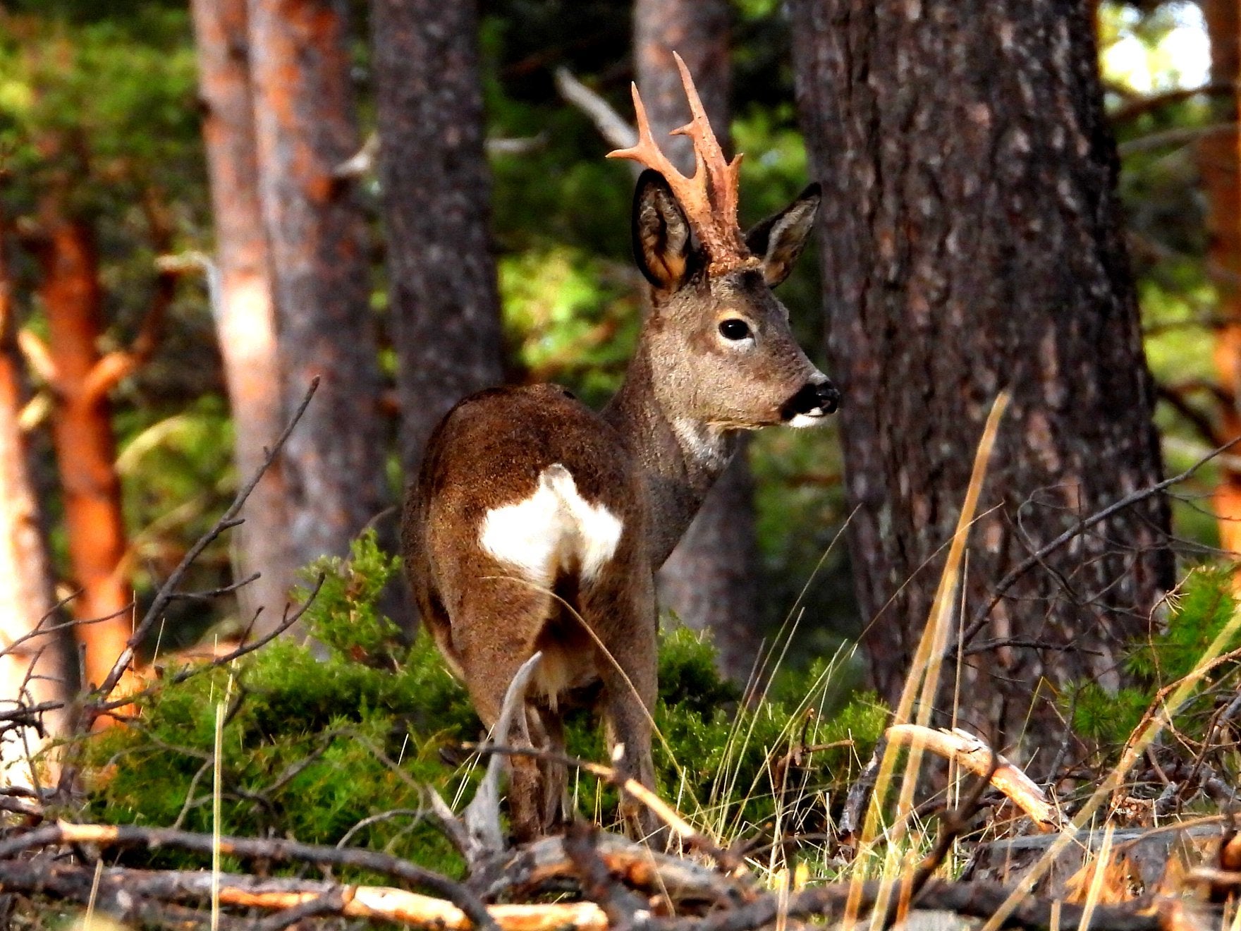 Fotos: Fernando Evangelio atesora una colección de miles de imágenes de animales riojanos