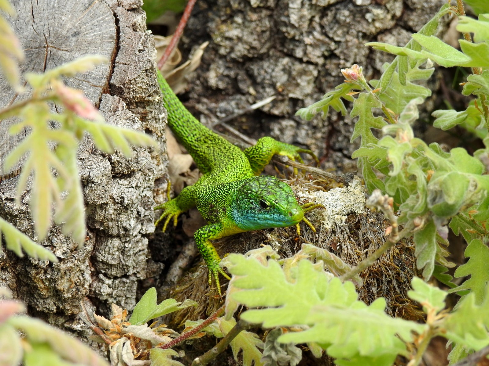 Fotos: Fernando Evangelio atesora una colección de miles de imágenes de animales riojanos