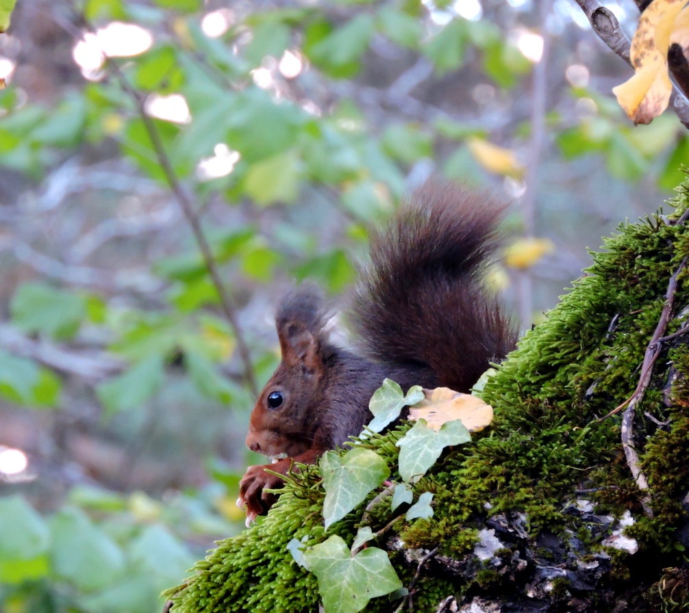 Fotos: Fernando Evangelio atesora una colección de miles de imágenes de animales riojanos