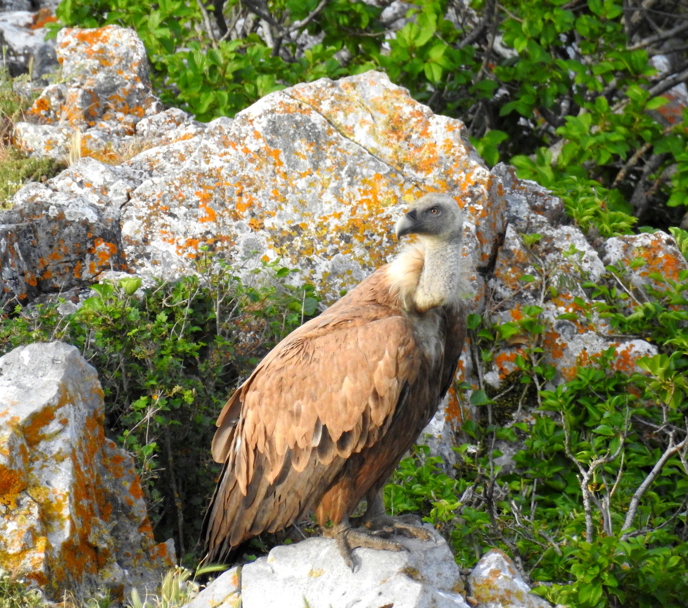 Fotos: Fernando Evangelio atesora una colección de miles de imágenes de animales riojanos