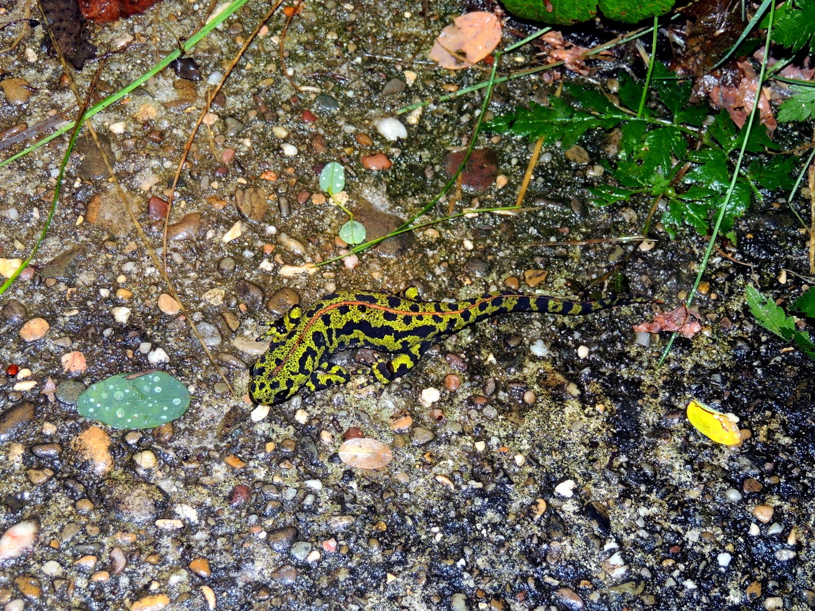 Fotos: Fernando Evangelio atesora una colección de miles de imágenes de animales riojanos