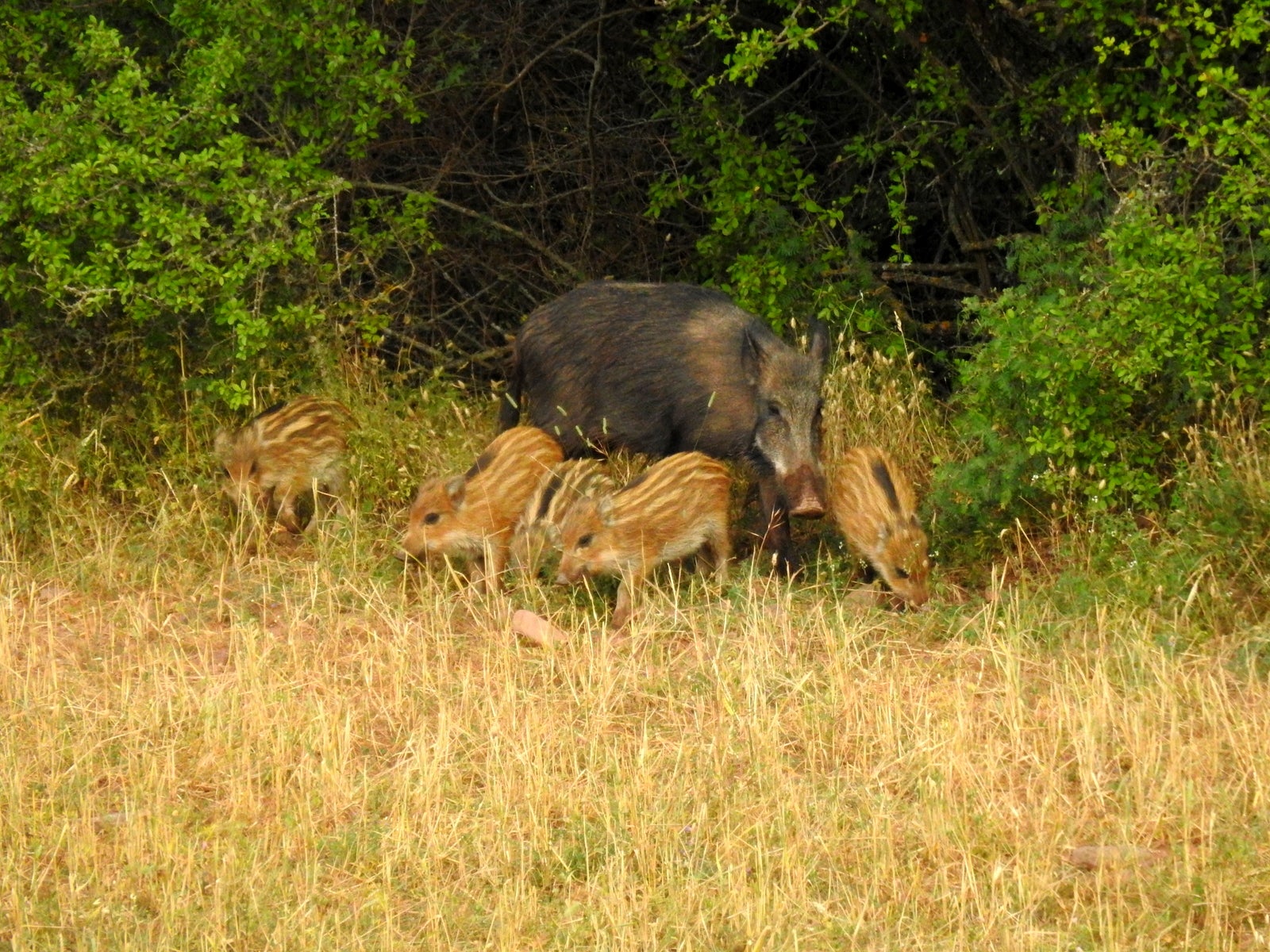 Fotos: Fernando Evangelio atesora una colección de miles de imágenes de animales riojanos