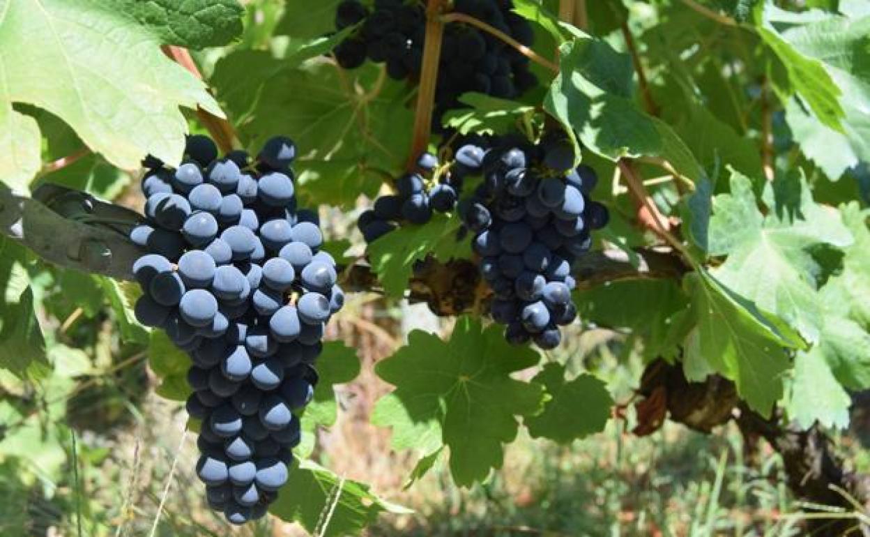Podemos encontrar taninos en las uvas tintas. 