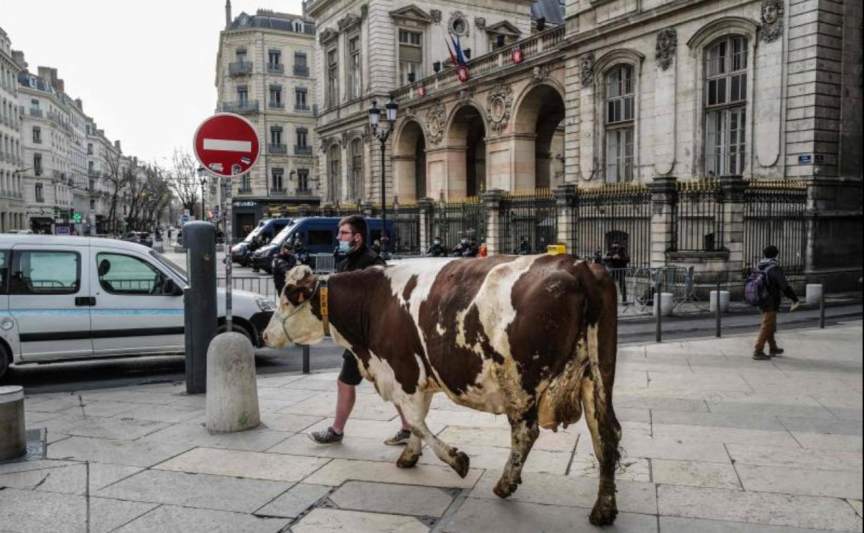 Un ganadero conduce su vaca al Ayuntamiento de Lyon para protestar.