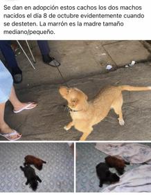 Imagen secundaria 2 - Encuentran a la maltratadora de perros de Santo Domingo porque ofreció los animales en Facebook