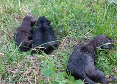 Imagen secundaria 1 - Encuentran a la maltratadora de perros de Santo Domingo porque ofreció los animales en Facebook