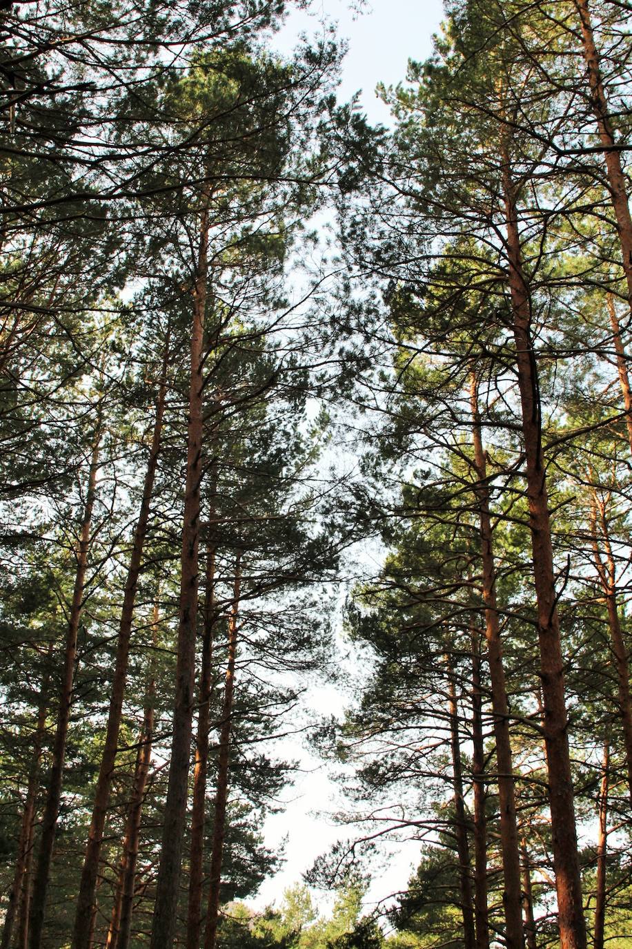 El espacio natural de Almarza de Cameros, repleto de bosques y senderos, flora y fauna, cuenta con nuevos alicientes para ser visitado