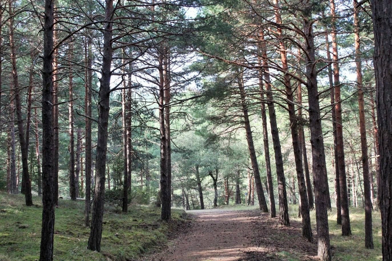 El espacio natural de Almarza de Cameros, repleto de bosques y senderos, flora y fauna, cuenta con nuevos alicientes para ser visitado