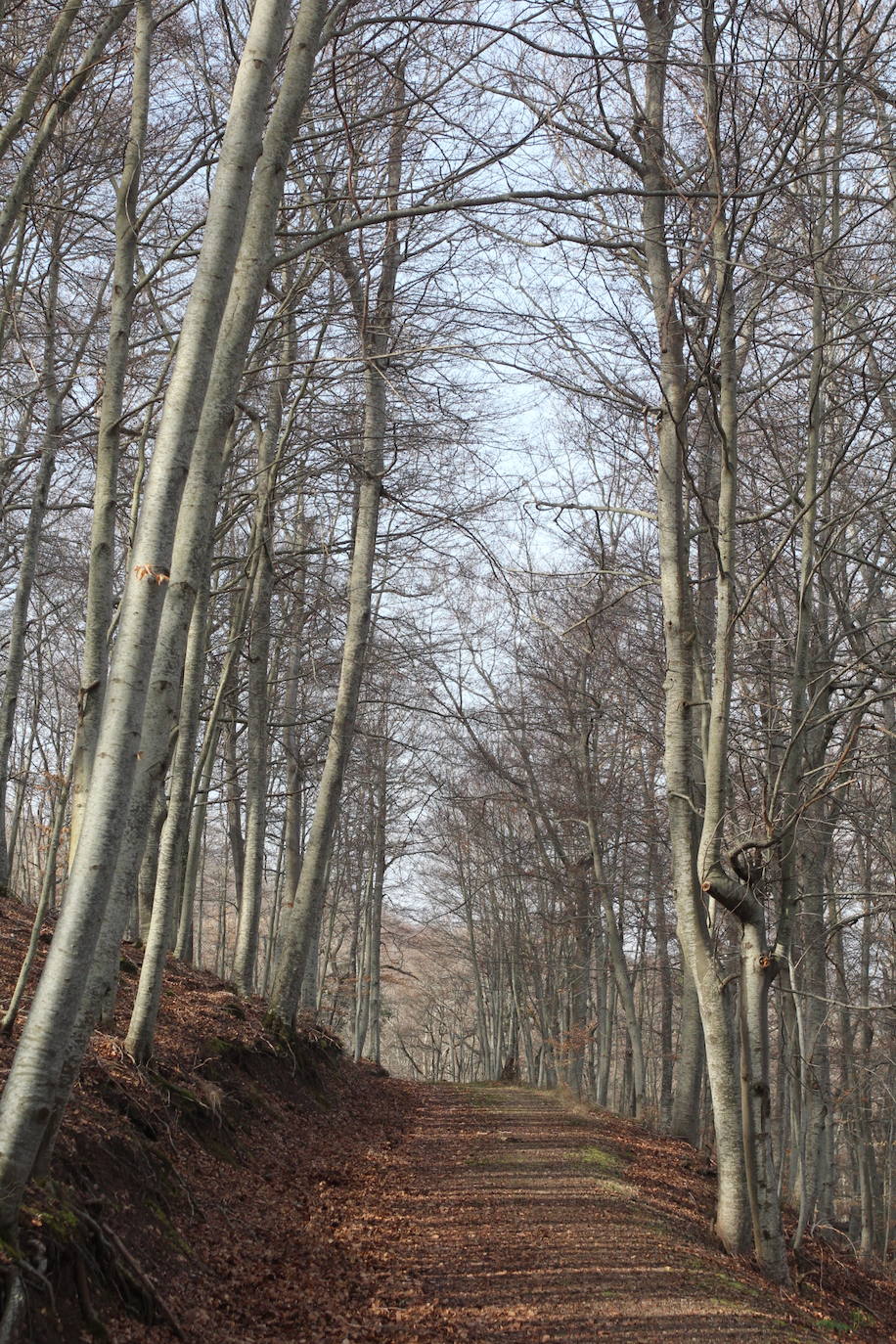 El espacio natural de Almarza de Cameros, repleto de bosques y senderos, flora y fauna, cuenta con nuevos alicientes para ser visitado