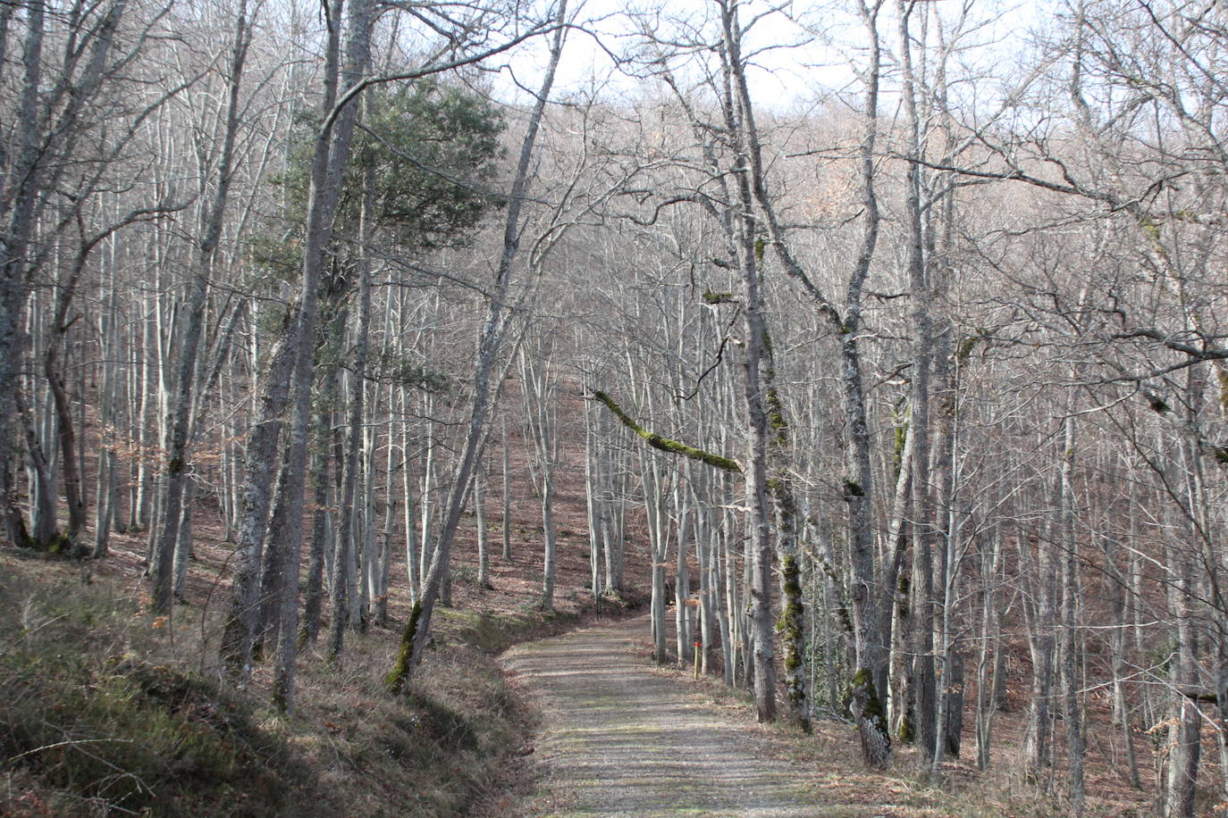 El espacio natural de Almarza de Cameros, repleto de bosques y senderos, flora y fauna, cuenta con nuevos alicientes para ser visitado