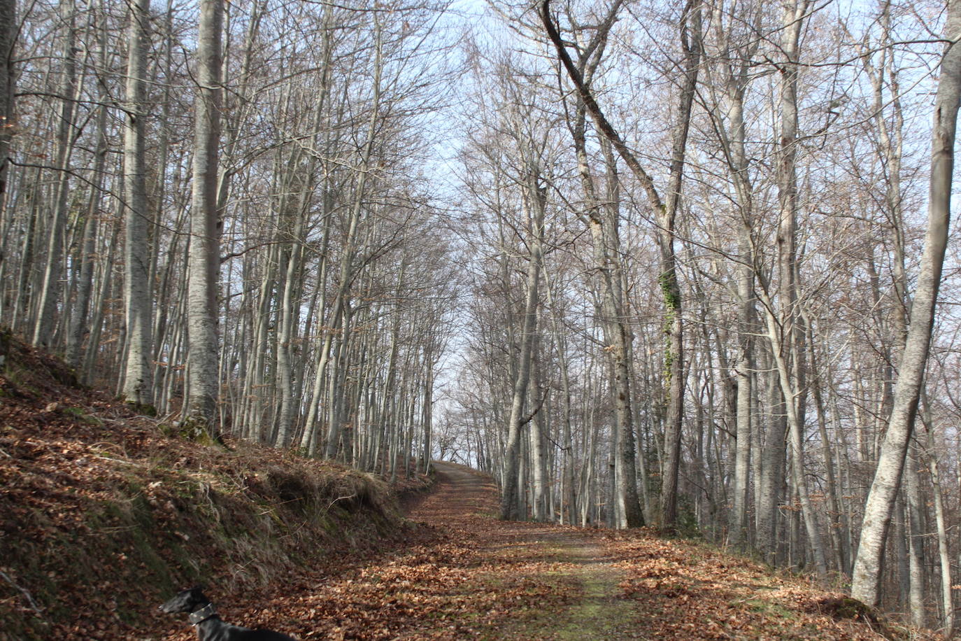 El espacio natural de Almarza de Cameros, repleto de bosques y senderos, flora y fauna, cuenta con nuevos alicientes para ser visitado