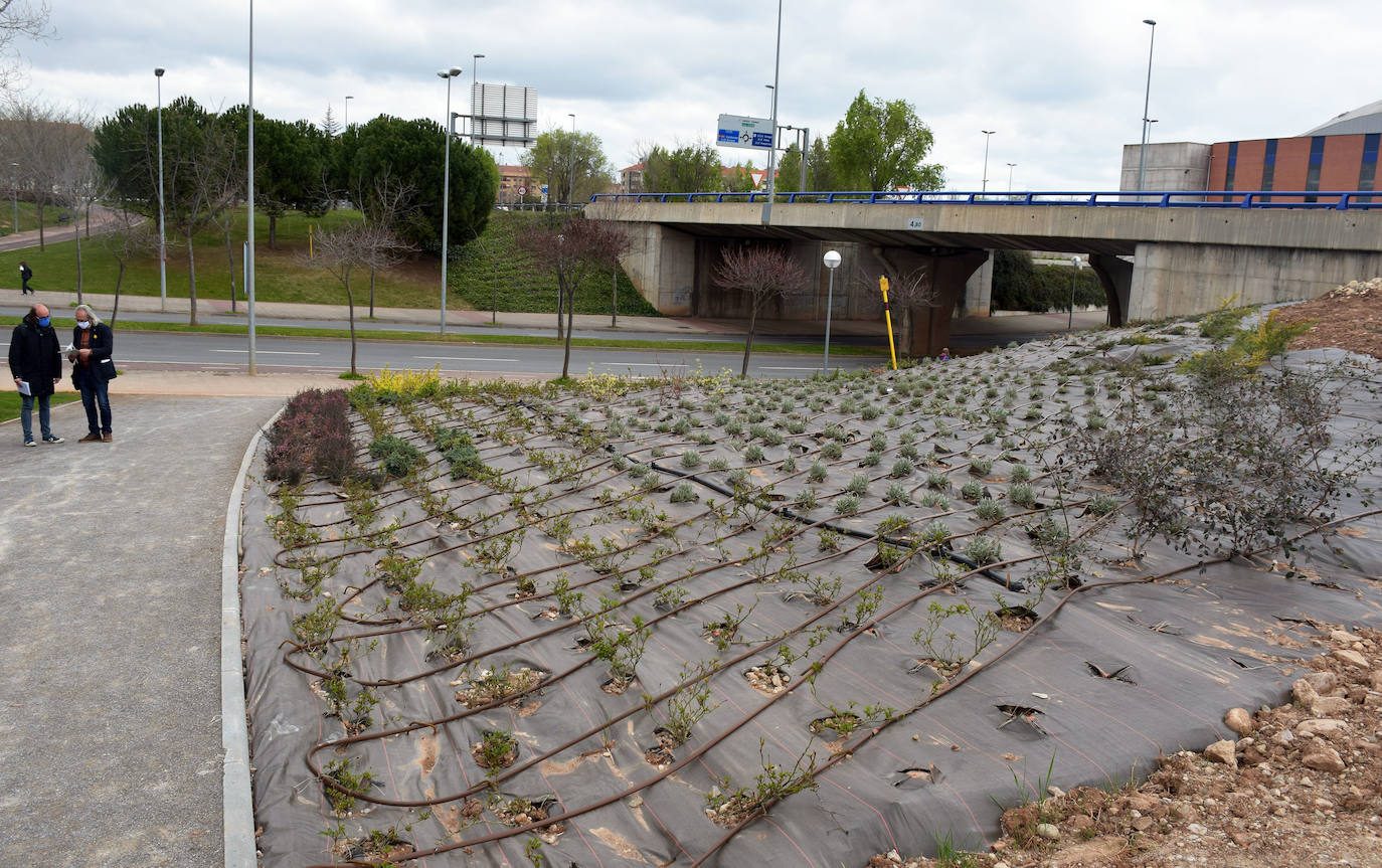 El Gobierno local pide paciencia para el desarrollo de la controvertida zona boscosa junto a la N-111 y, si sigue sin gustar, estudiará posibles mejoras