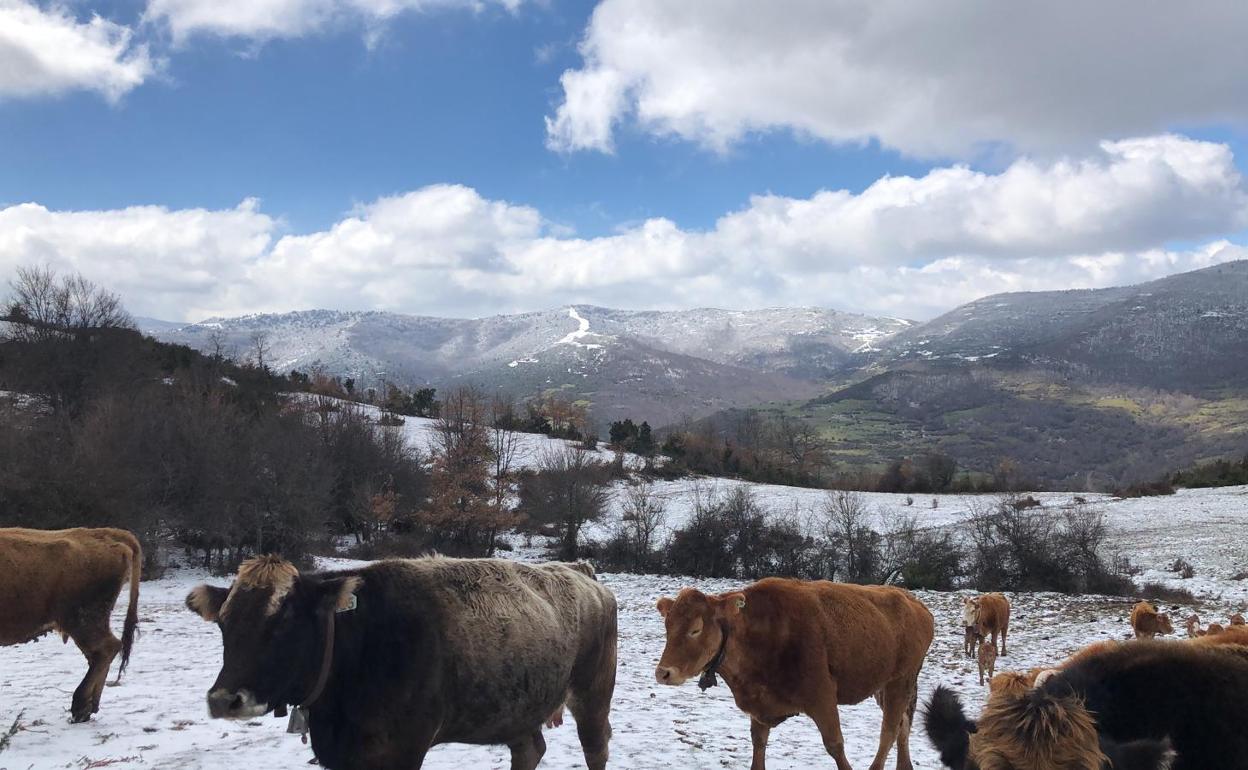 Nieve en Ajamil.