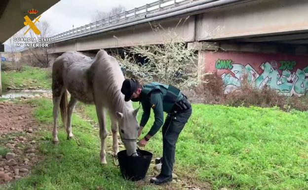 Abandona a un caballo debajo de un puente y sin comida en Villamediana