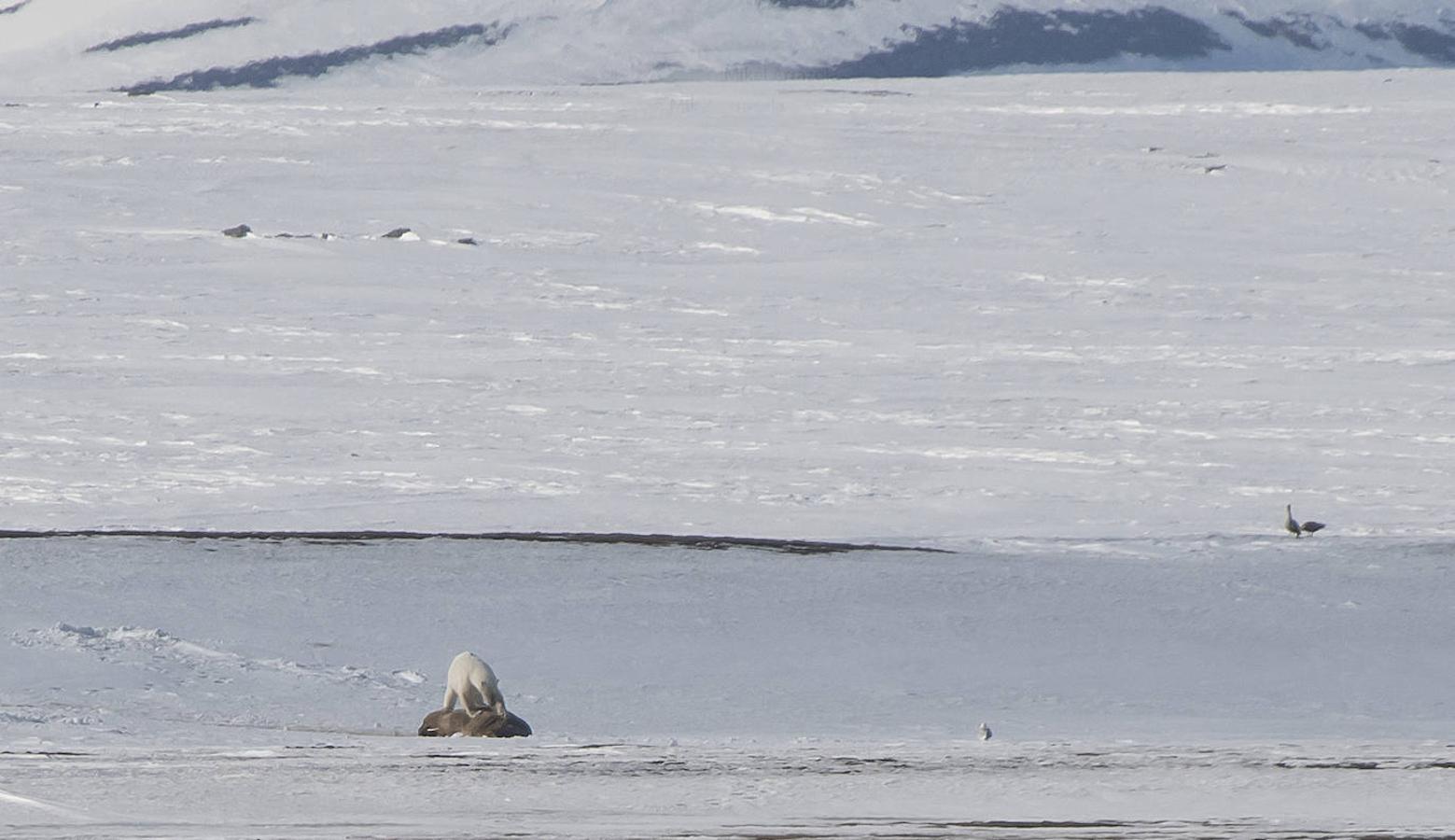 Fotos: Las impresionantes imágenes de naturaleza extrema en la isla de Svalbard