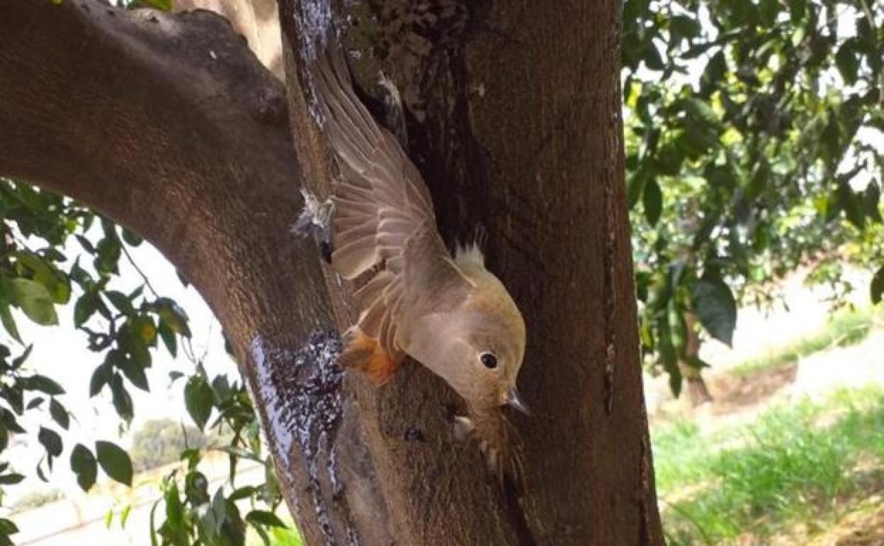 Pájaro atrapada en el pegamento puesto en un najarando para luchar contra la plaga del 'cotonet'.