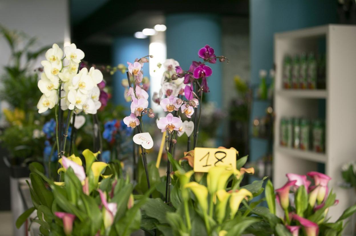 Interior de una de las floristerías ubicadas en Logroño. 