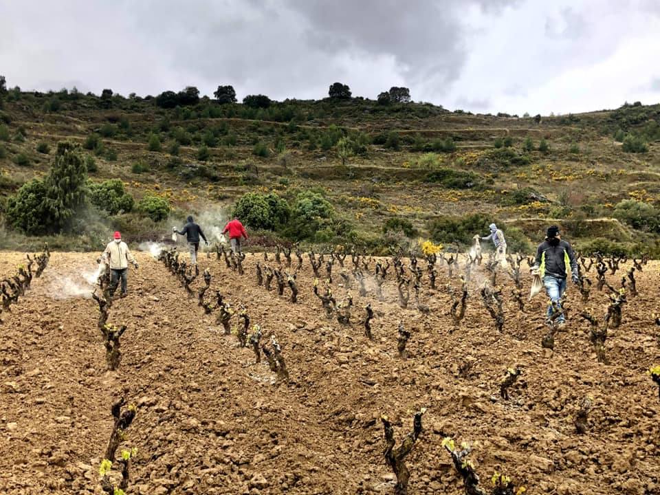 Preparados preventivos en Ábalos. Tom Puyaubert fue y volvió en el día a Burdeos a por un preparado preventivo de las cepas. De momento, pocos daños.