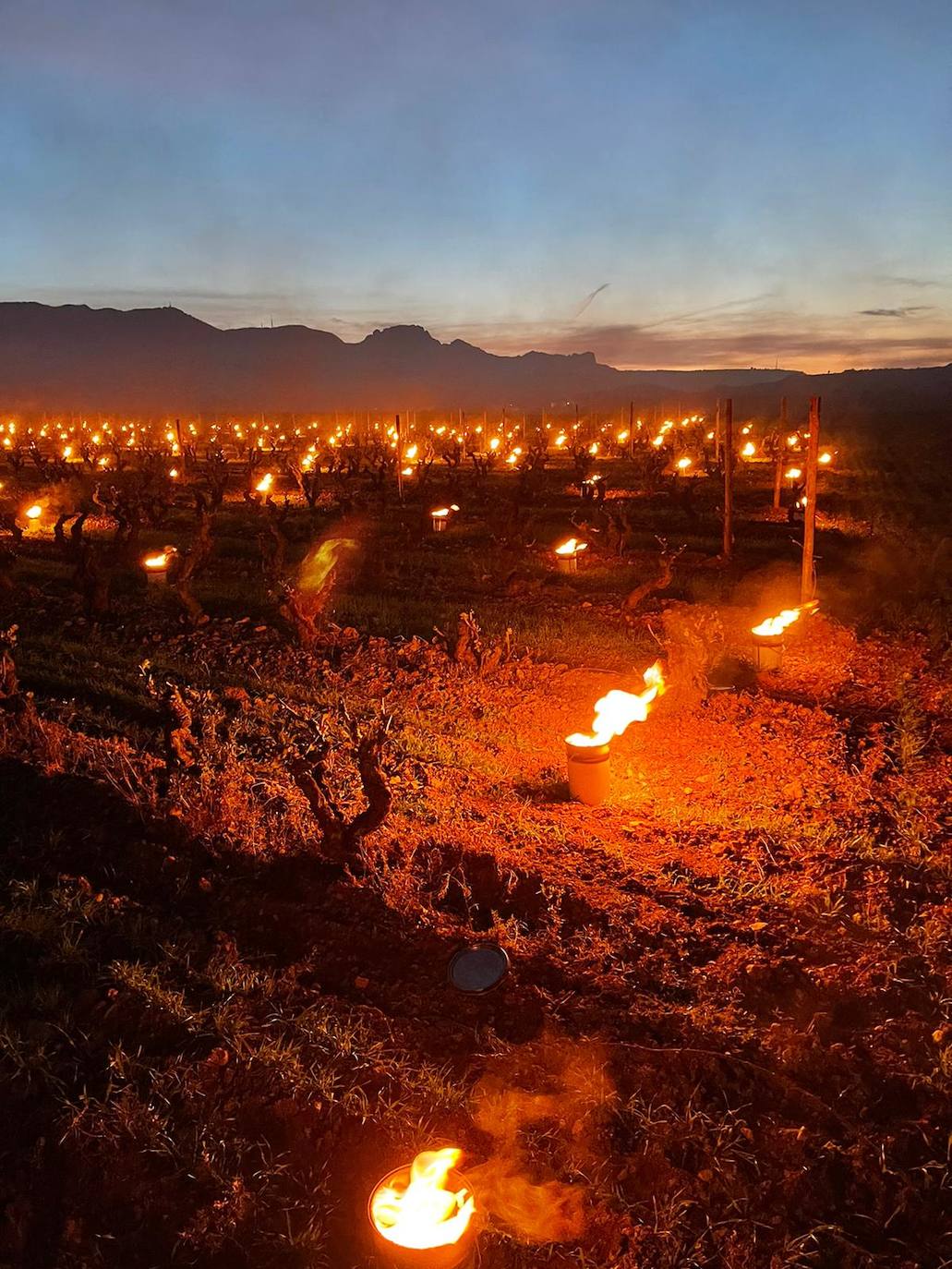 Velas de fuego en Bodegas Tierra, paja ardiendo entre los viñedos Artuke, tratamientos preventivos en Exopto..., espectaculares imágenes de una noche larga que, parece, se salva sin apenas daños