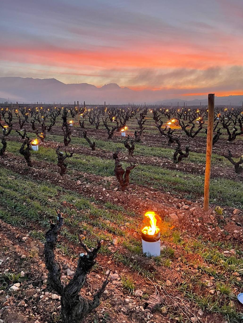 Velas de fuego en Bodegas Tierra, paja ardiendo entre los viñedos Artuke, tratamientos preventivos en Exopto..., espectaculares imágenes de una noche larga que, parece, se salva sin apenas daños