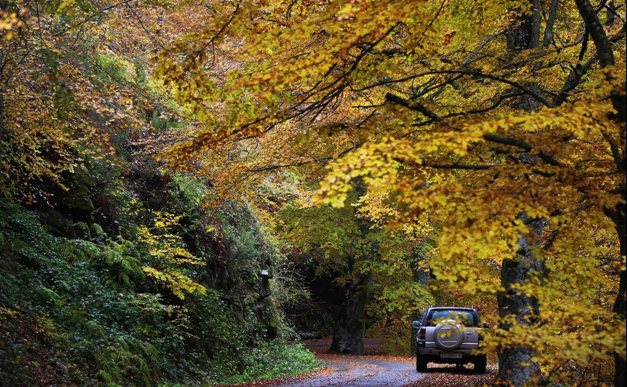 Zona de bosque en la cuenca del Najerilla. 