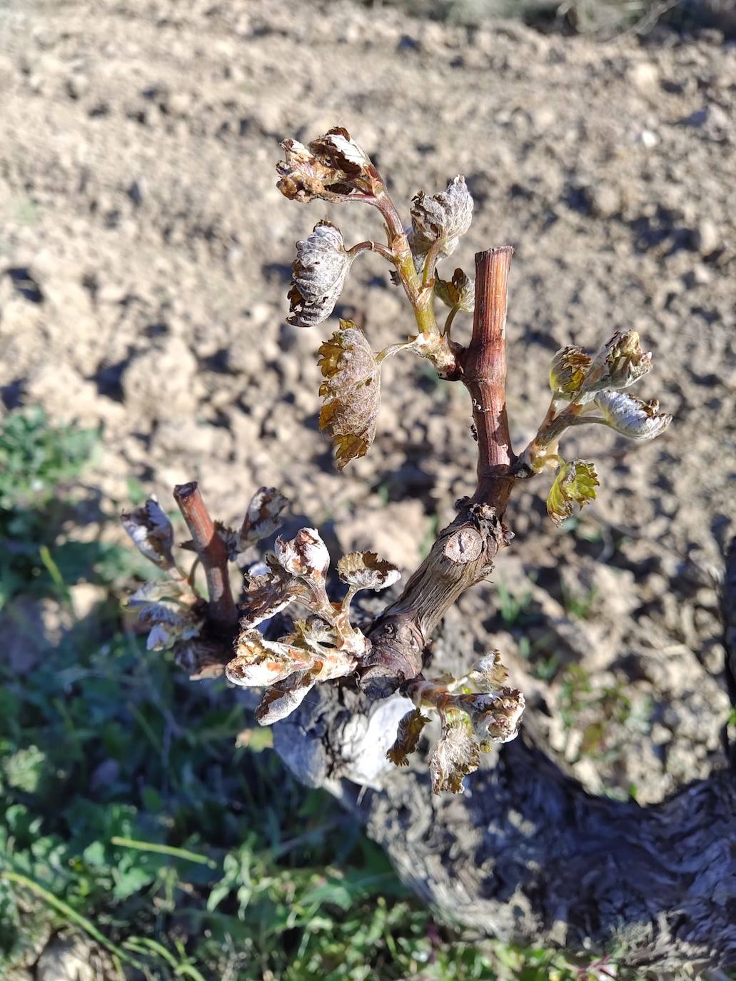 Imagen principal - Arriba, los daños por hielo en una viña de San Vicente. Abajo a la izquierda, la temperatura de San Vicente a las 6 AM (0 grados), y, a la derecha la temperatura en San Vicente a las 7 AM (-3 grados)