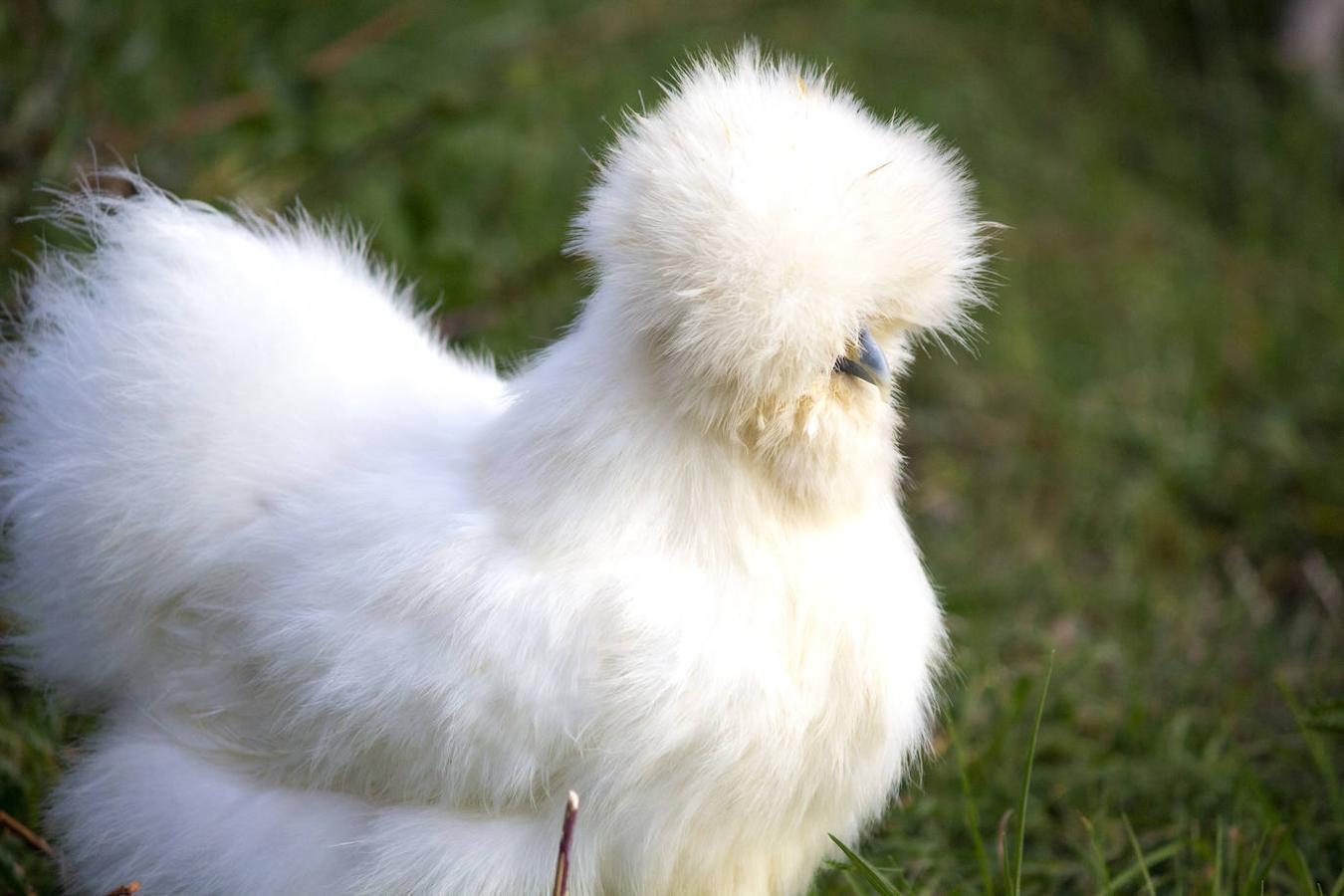 Gallina sedosa del Japón, de origen asiático y reconocible por su plumaje esponjoso.