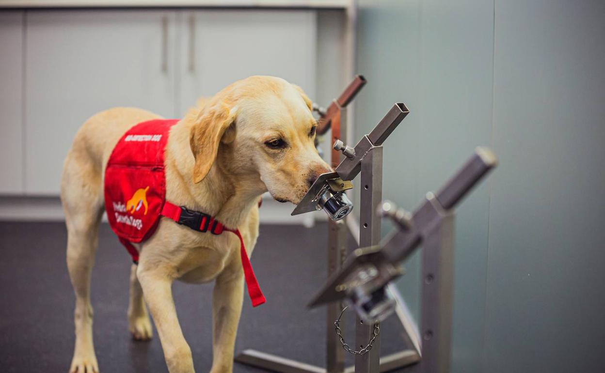 Uno de los perros entrenados.