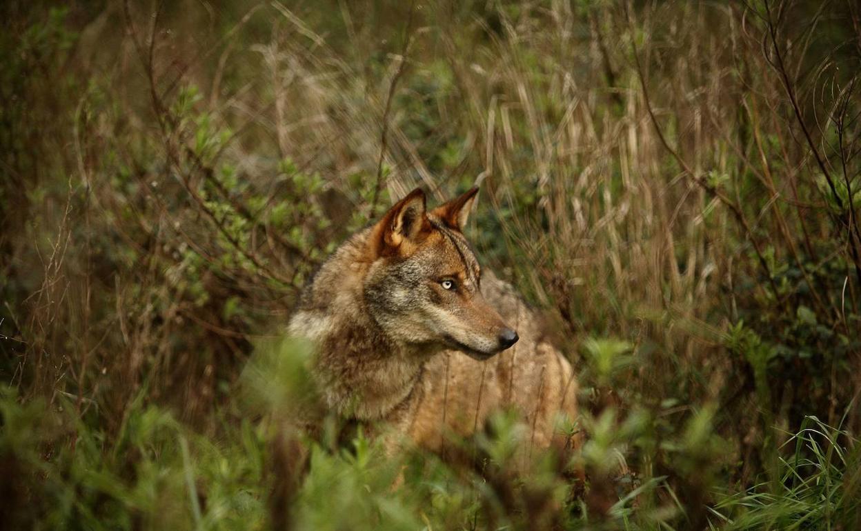 Las autonomías afectadas llevarán al Supremo la prohibición de cazar lobos