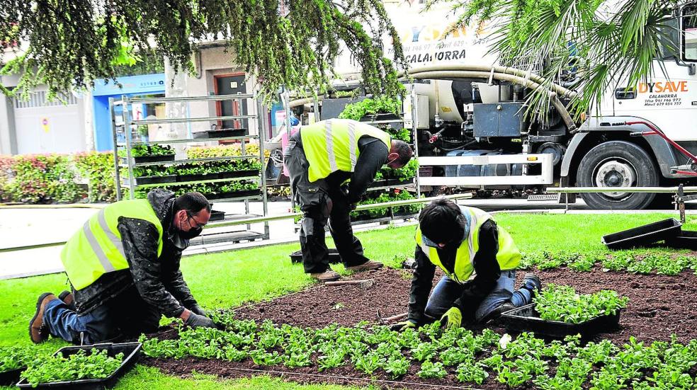 Varios trabajadores de la empresa Viveros Sáenz plantan las nuevas flores en uno de los jardines del paseo del Mercadal.. 