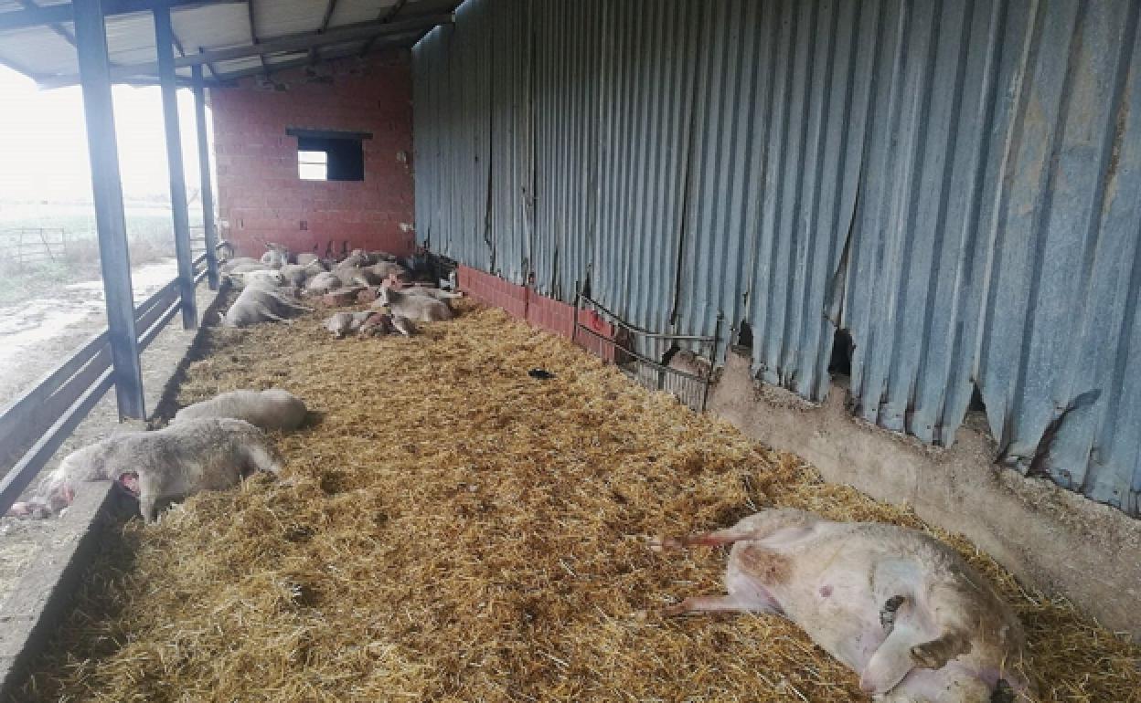 Ataque de lobo en la provincia de Zamora el pasado mes de febrero, en el que murieron 59 ovejas..