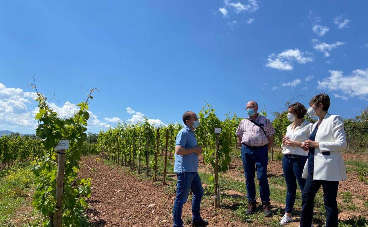 El Ministerio de Ciencia e Innovación cofinancia el proyecto de Vinos Vintae para elaborar espumosos en La Rioja