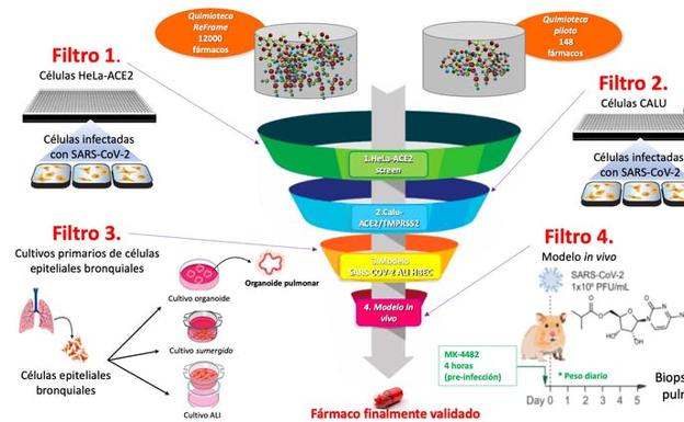 Figura 1. Protocolo de cribado masivo formado por cuatro etapas. Filtros 1 y 2: Cribados utilizando ensayos celulares con dos tipos de células: i) células HeLa y ii) células Calu-3. Filtro 3: Ensayo celular utilizando células primarias epiteliales bronquiales humanas. Filtro 4. Estudios in vivo. 