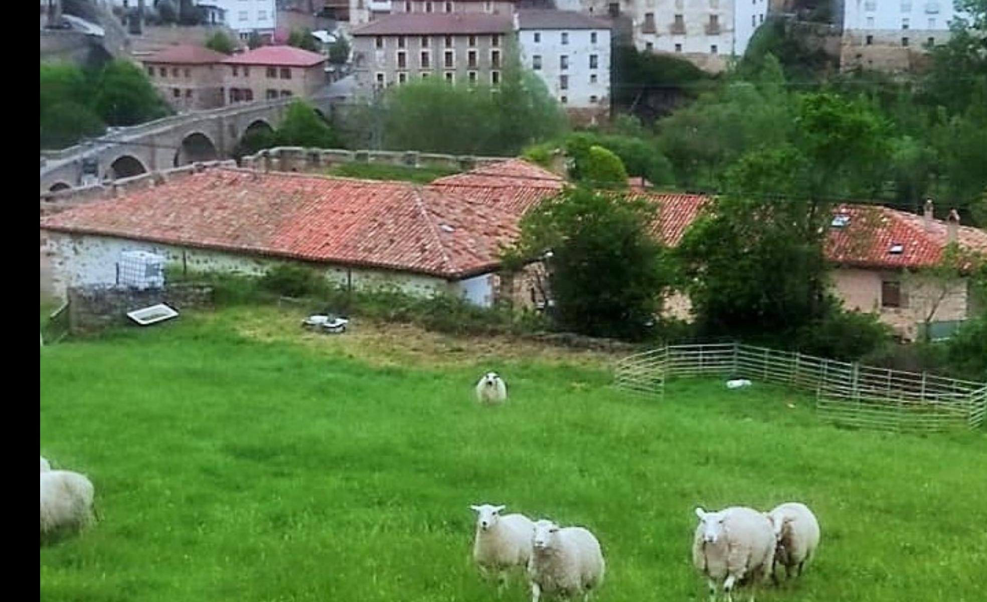 Las ovejas de Enrique Ruiz pastan en El Prado del Toro, finca municipal en Villoslada, después del ataque. 