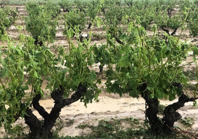 Imagen secundaria 1 - Vecinos de El Cortijo reclaman ayudas ante los daños causados por las tormentas