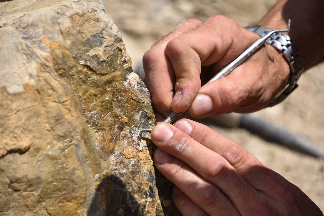 Los responsables del Museo de Dinosaurios de Salas de los Infantes visitaron ayer el yacimiento y el Centro de Interpretación Paleontológica de La Rioja de Igea
