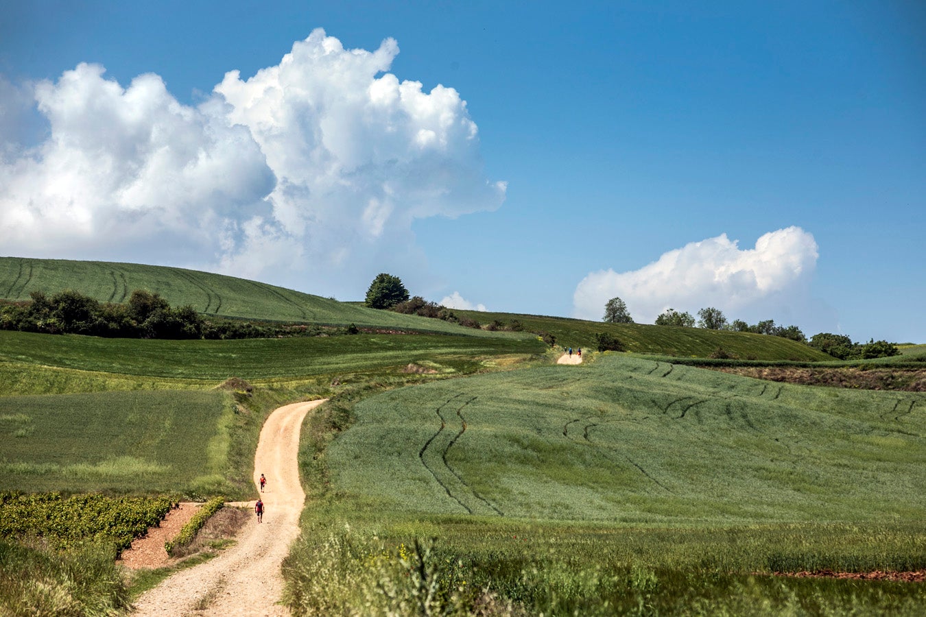 Fotos: Segunda etapa del Camino de Santiago: almazuela de olores y de colores