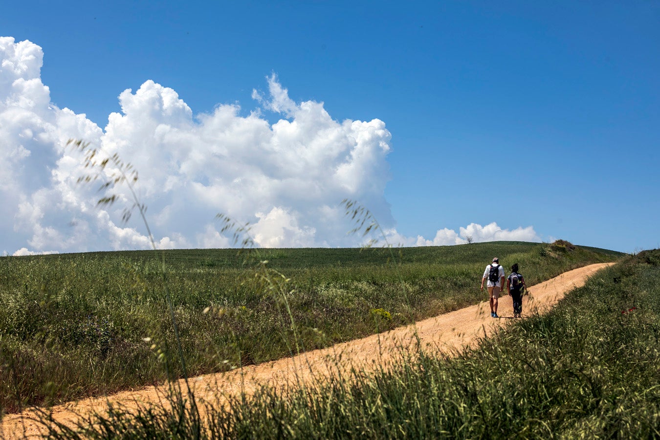 Fotos: Segunda etapa del Camino de Santiago: almazuela de olores y de colores