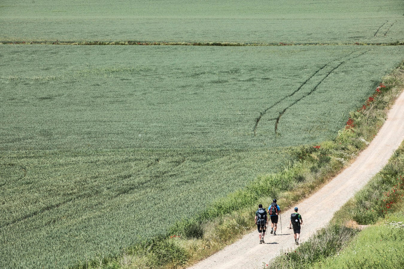 Fotos: Segunda etapa del Camino de Santiago: almazuela de olores y de colores