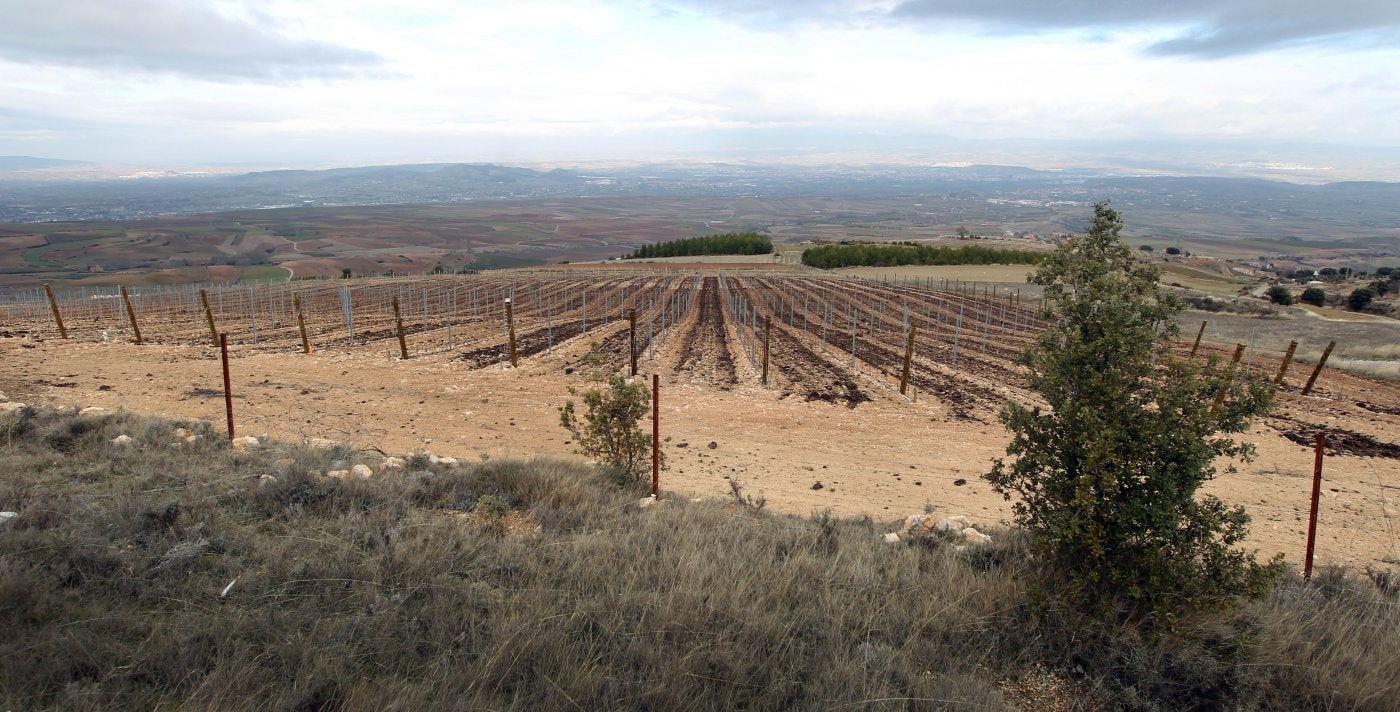 Imagen de archivo de unos viñedos de nueva plantación. 