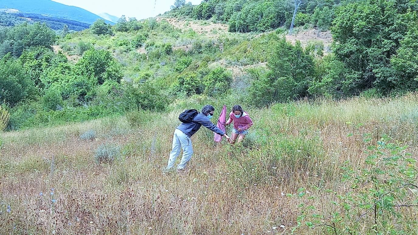 La Asociación Benéfico Cultural de Nieva de Cameros y la Asociación por el Medio Ambiente Rural en La Rioja han celebrado dos jornadas con el título 'Conociendo las mariposas'. Primero se celebró una en la aldea Montemediano, donde se lograron identificar fácilmente diecinueve especies el pasado 18 de julio, y después, el domingo 1 de agosto, se catalogaron una veintena de mariposas en Nieva, algunas tan singulares como la tigre.