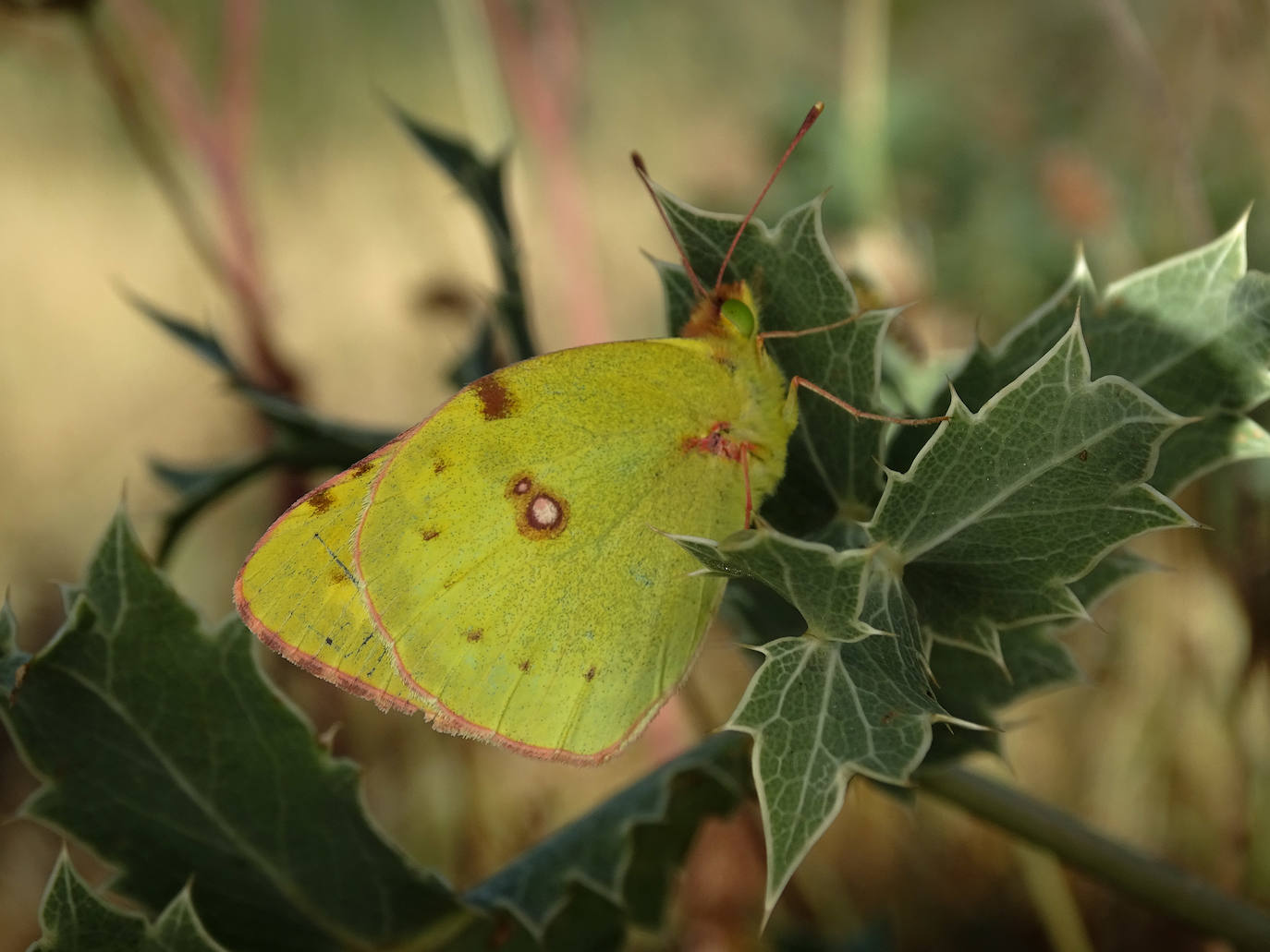 La Asociación Benéfico Cultural de Nieva de Cameros y la Asociación por el Medio Ambiente Rural en La Rioja han celebrado dos jornadas con el título 'Conociendo las mariposas'. Primero se celebró una en la aldea Montemediano, donde se lograron identificar fácilmente diecinueve especies el pasado 18 de julio, y después, el domingo 1 de agosto, se catalogaron una veintena de mariposas en Nieva, algunas tan singulares como la tigre.