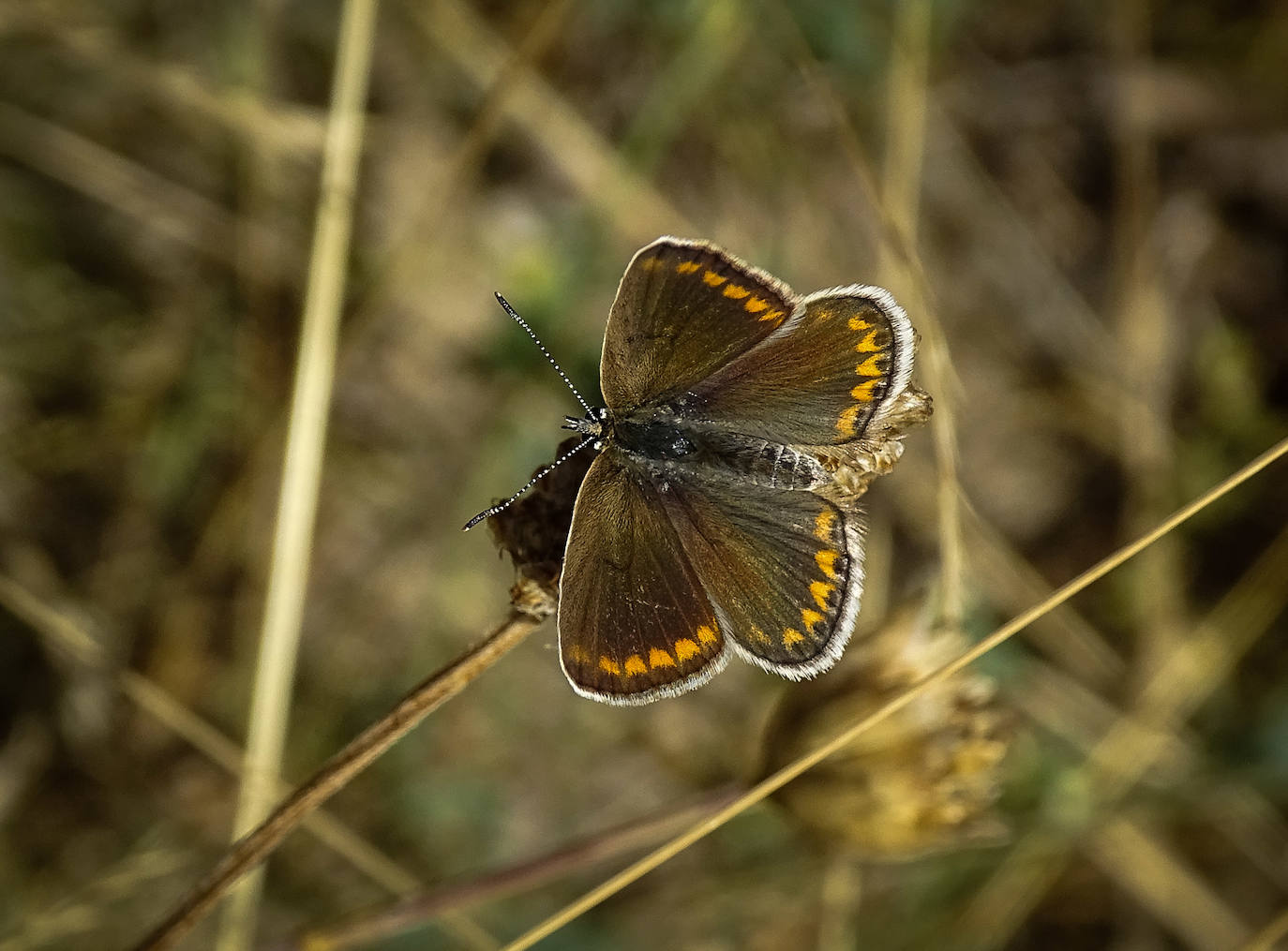 La Asociación Benéfico Cultural de Nieva de Cameros y la Asociación por el Medio Ambiente Rural en La Rioja han celebrado dos jornadas con el título 'Conociendo las mariposas'. Primero se celebró una en la aldea Montemediano, donde se lograron identificar fácilmente diecinueve especies el pasado 18 de julio, y después, el domingo 1 de agosto, se catalogaron una veintena de mariposas en Nieva, algunas tan singulares como la tigre.