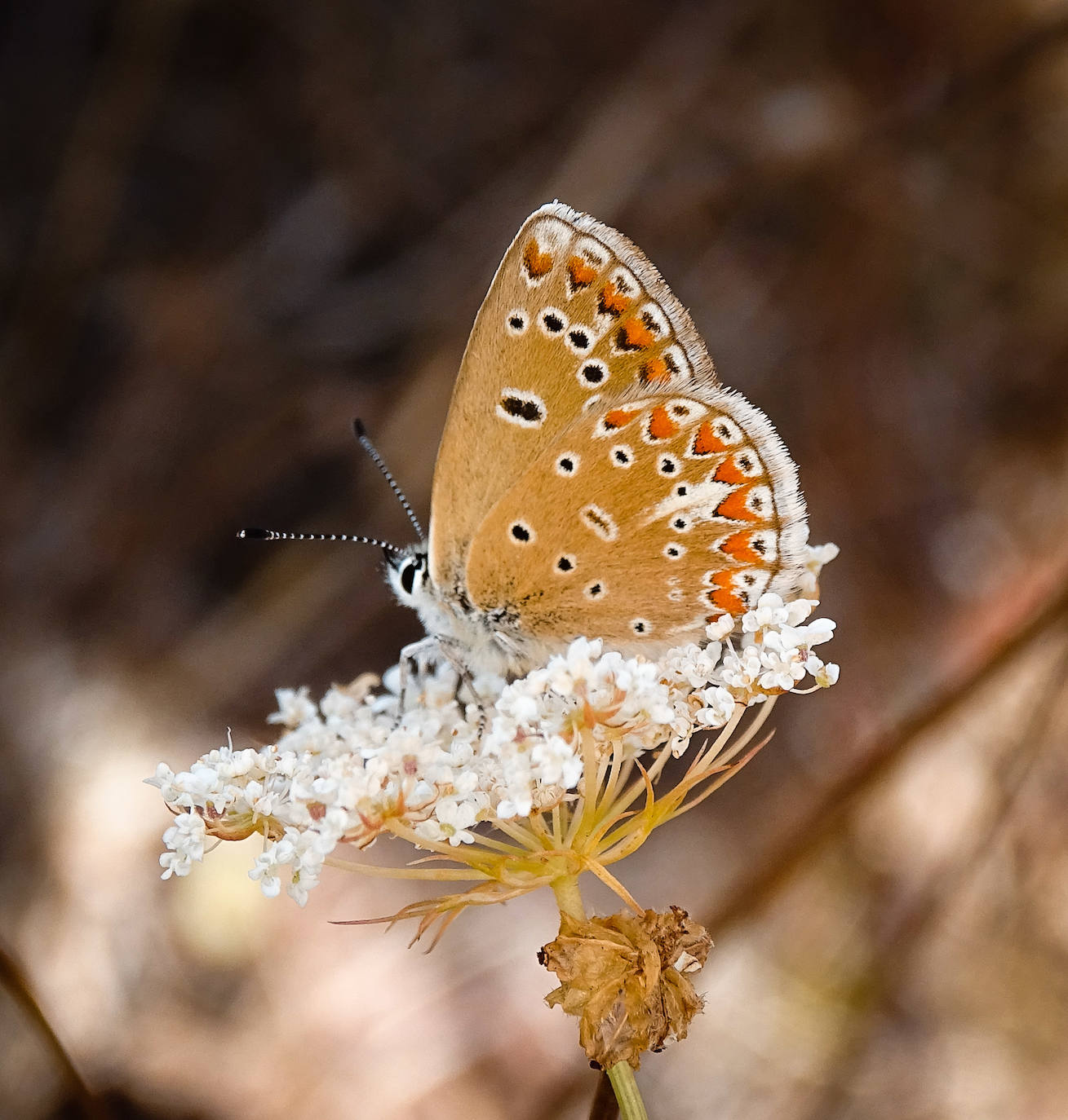 La Asociación Benéfico Cultural de Nieva de Cameros y la Asociación por el Medio Ambiente Rural en La Rioja han celebrado dos jornadas con el título 'Conociendo las mariposas'. Primero se celebró una en la aldea Montemediano, donde se lograron identificar fácilmente diecinueve especies el pasado 18 de julio, y después, el domingo 1 de agosto, se catalogaron una veintena de mariposas en Nieva, algunas tan singulares como la tigre.