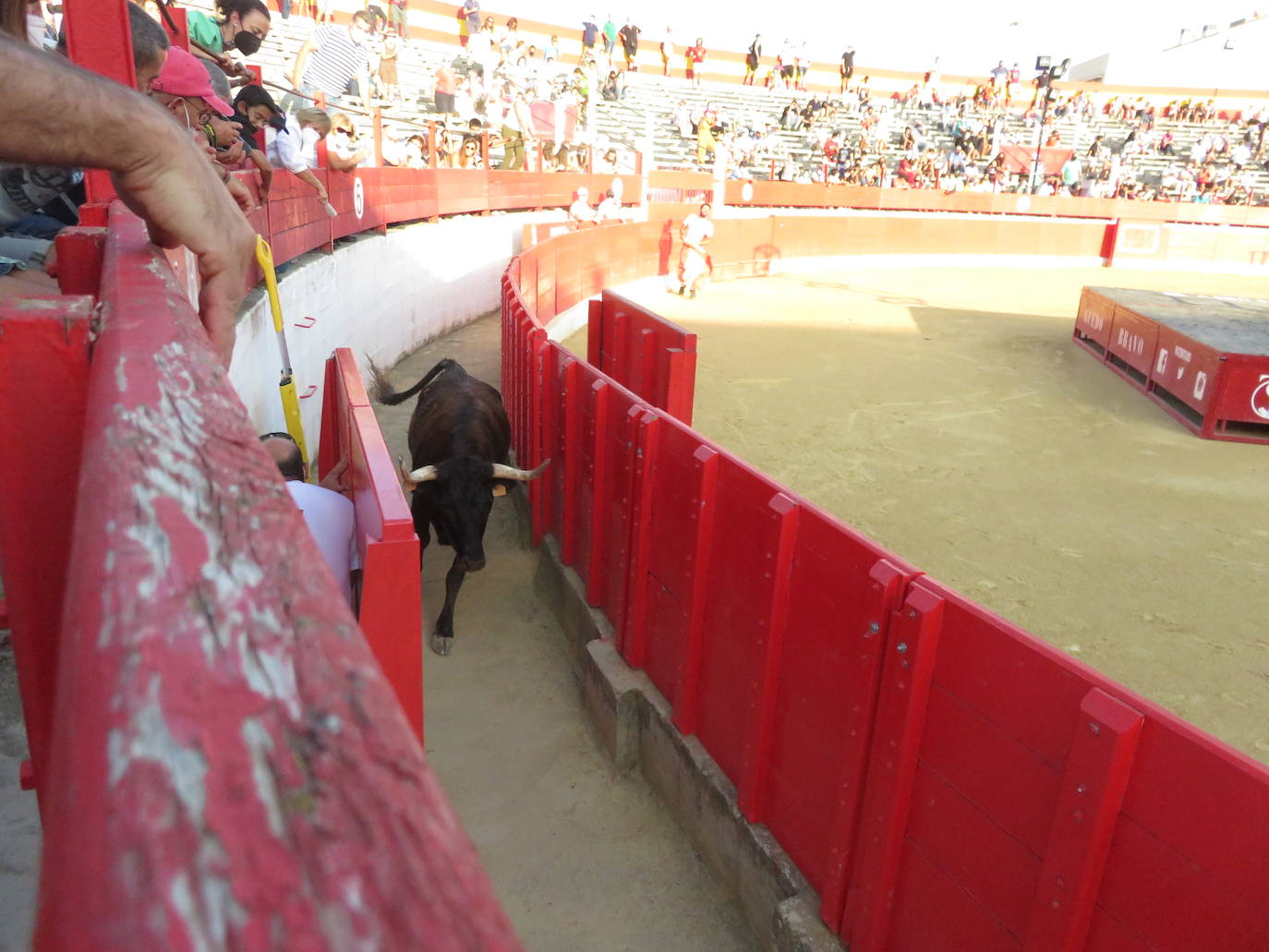 Fotos: La exhibición de bravura de las reses de Arriazu en la plaza de toros de Alfaro