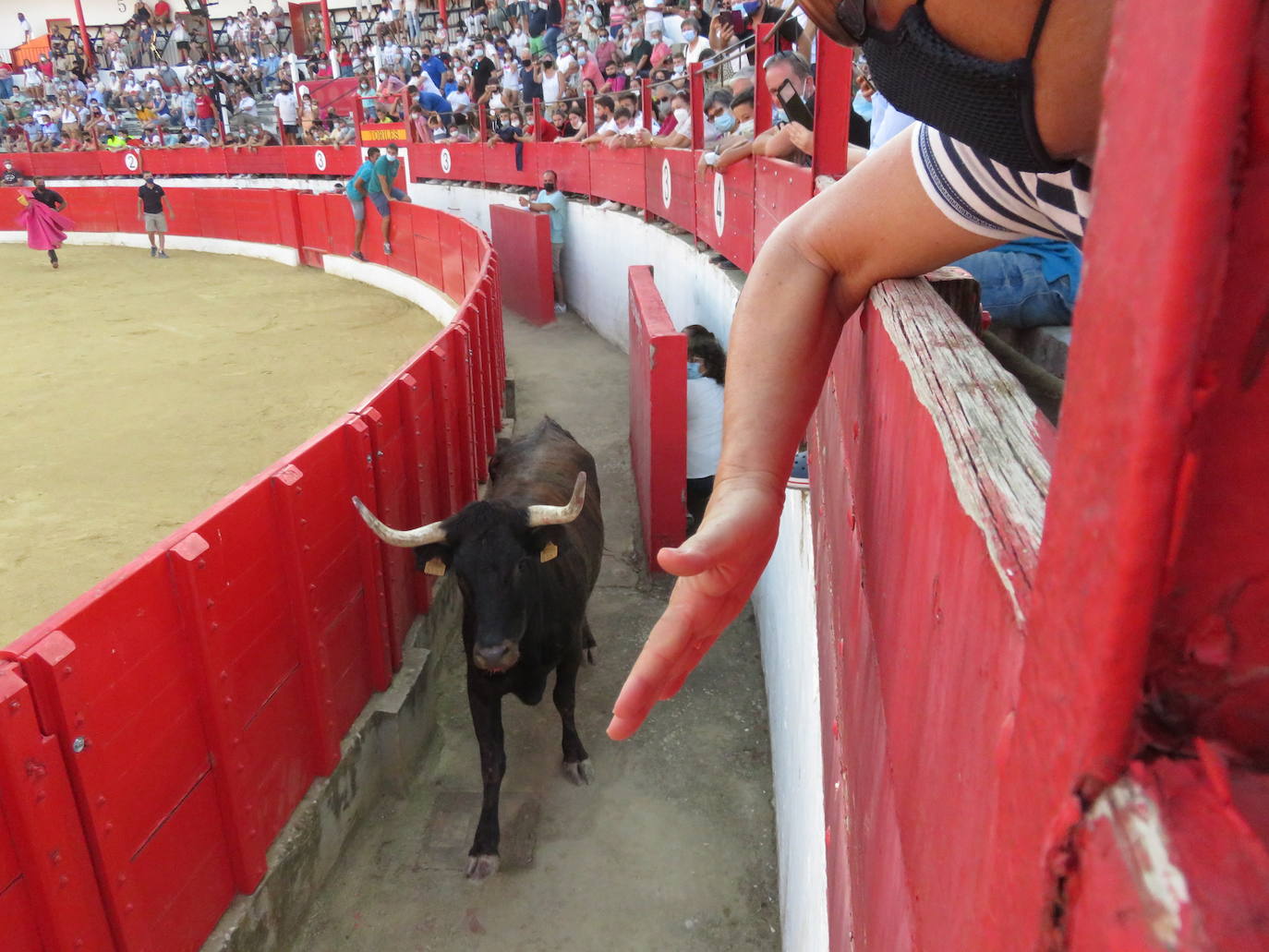 Fotos: La exhibición de bravura de las reses de Arriazu en la plaza de toros de Alfaro