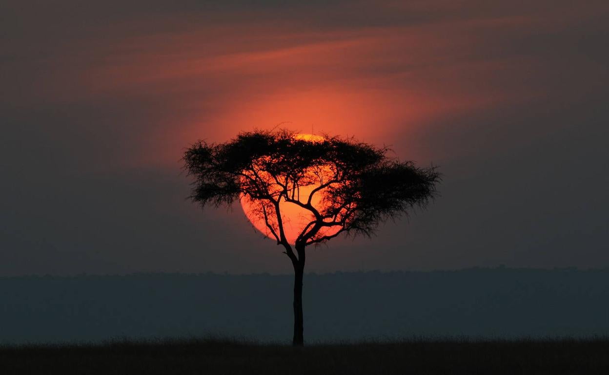 Parque Nacional Masai Mara, en Kenia.