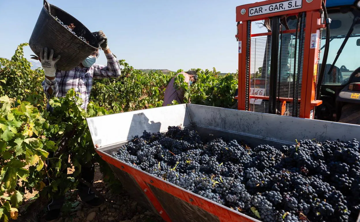 Entra en las bodegas el primer medio millón de kilos de uva tinta