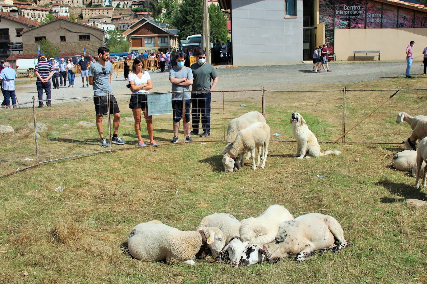 Fotos: Las imágenes de la feria ganadera de Villoslada